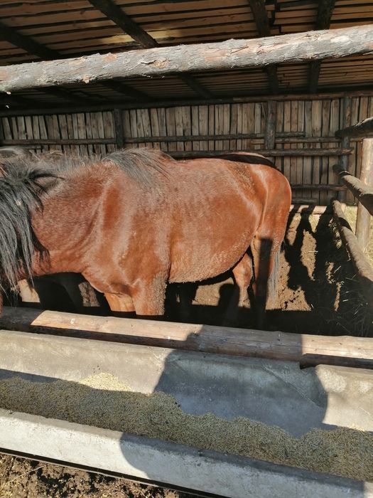 Продам құнан 12голов стоят на откорме.