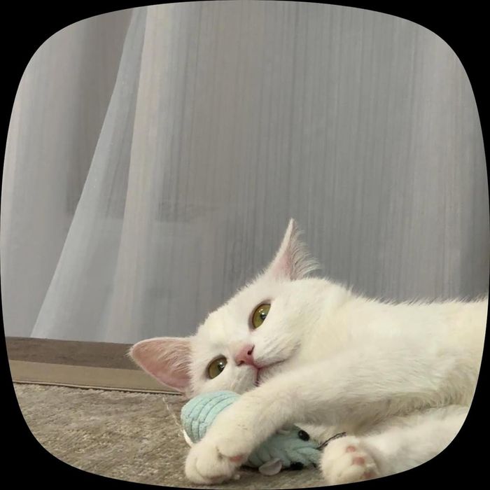 Ищу дом для кошки