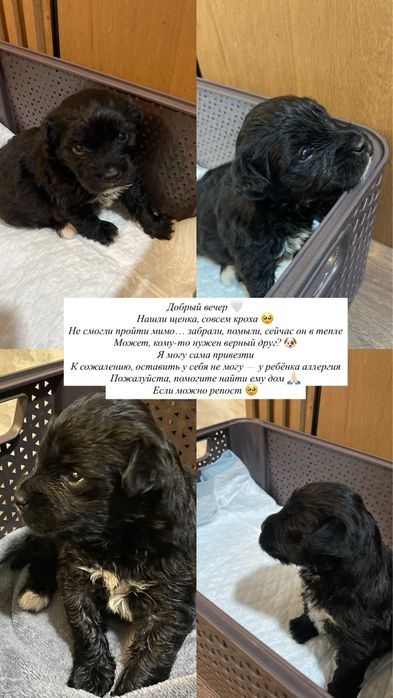 Отдам щенка срочно