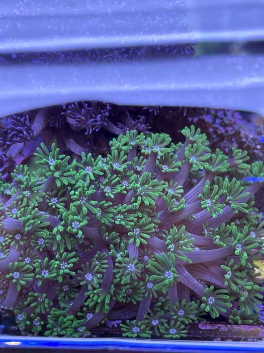 Corali acvariu marin