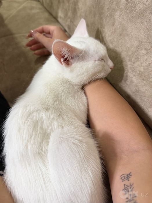 котенок в добрые руки