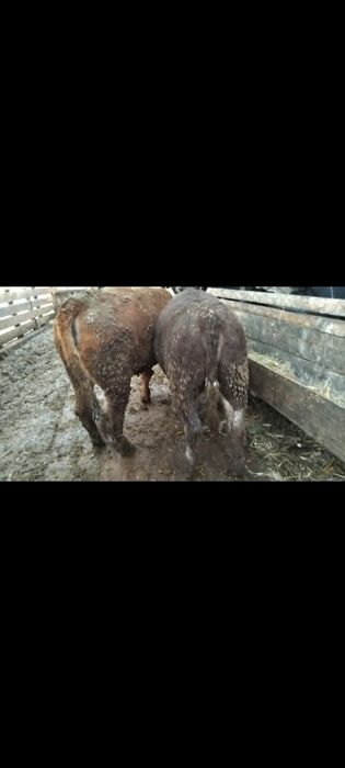 Vând 6 vițele 16,5 lei kilogramul în viu!