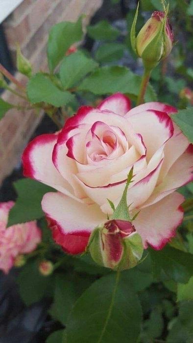 Trandafiri Tufa (Culori deosebite Intens Parfumați)