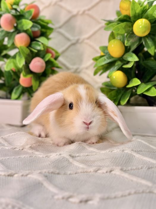 Quyon Quyonlar Кролик кролики