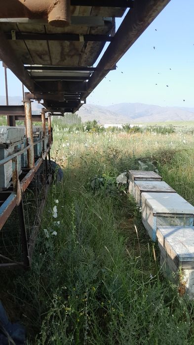 Pavilion sz xoxlagandek