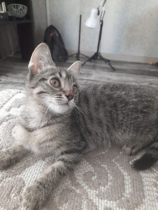 Котенок ищет дом
