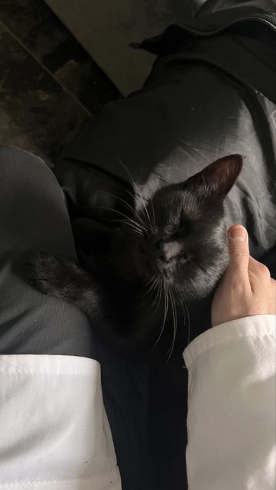 Кошка (черная) в добрые руки