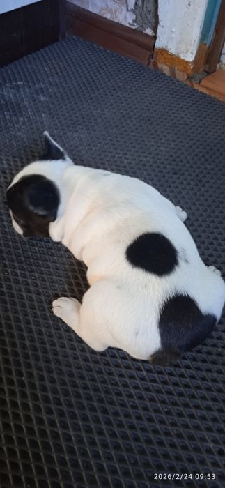 Французский бульдог