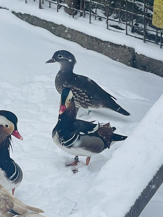 Rațe Mandarine doua perechi disponibile