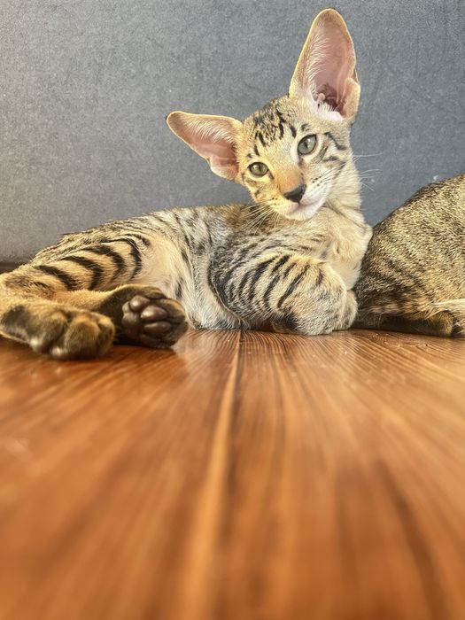 Ориентальные котята