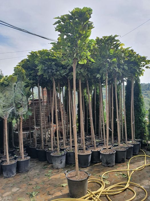 Vand platani - tei - mesteacan - catalpa - artar-stejar