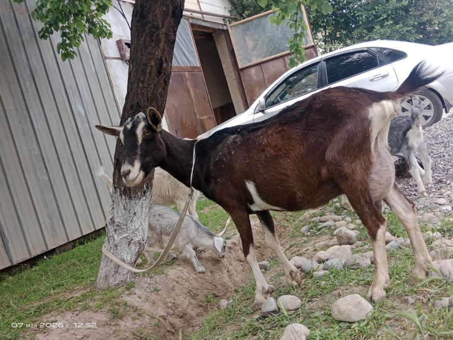 Альпиниский коза  сүтті ешкі