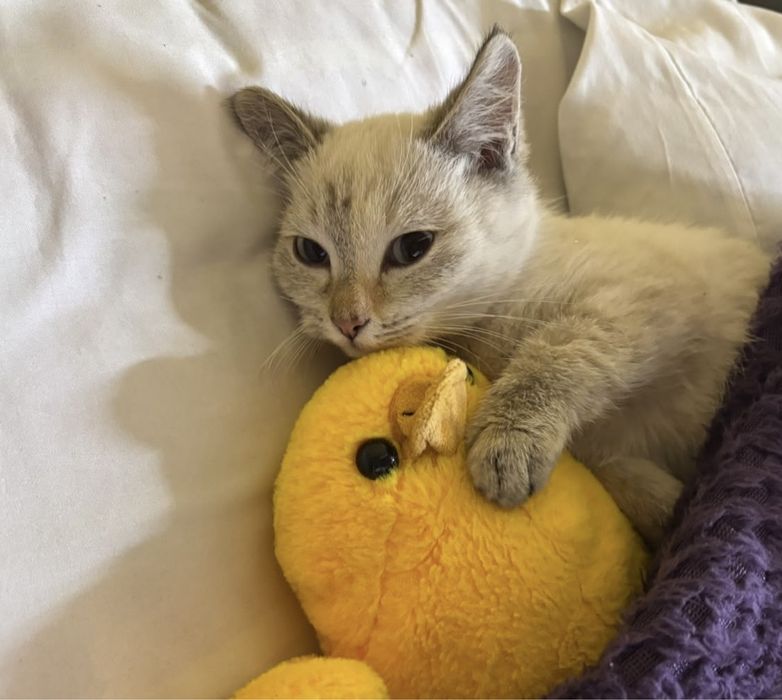 Срочно кошка отдам
