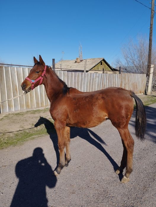 Еркек жабағы сатылады