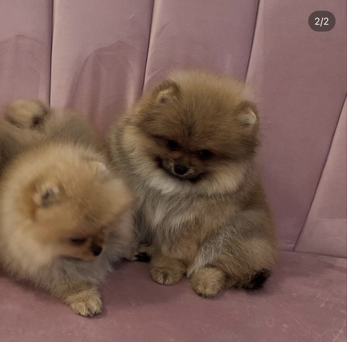 Мъжко Померанче на 3м