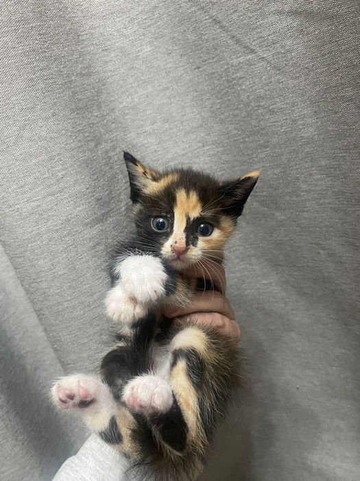 Котята бесплатно