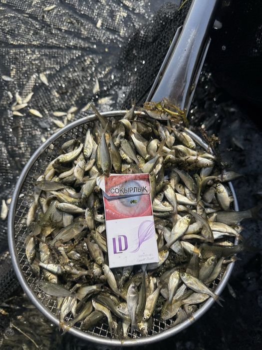 Малёк карпа амура толстолоьа