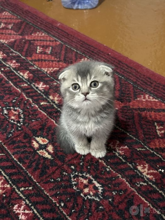 продаю породистых котят