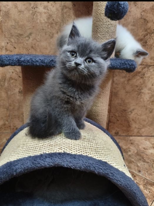 Британски котета