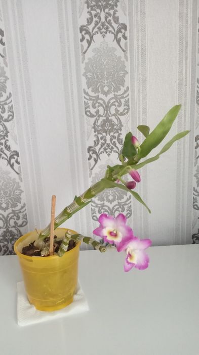 Орхидея Дендробиум Нобиле