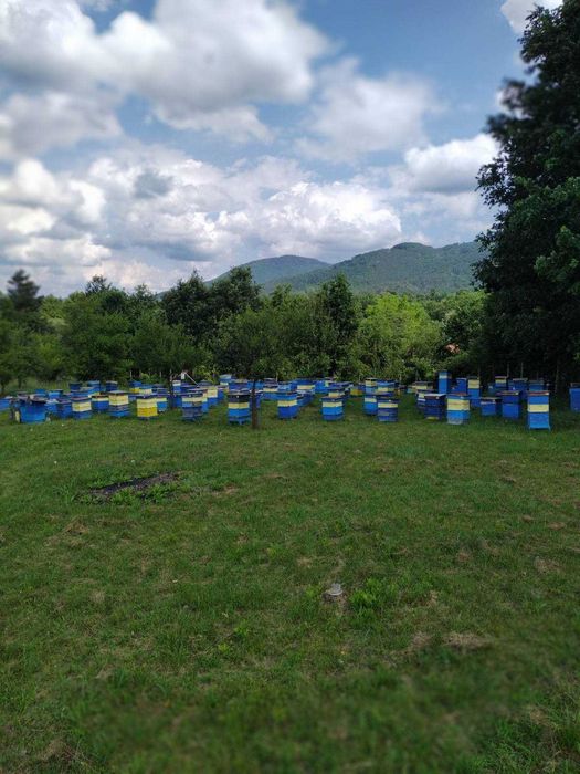 Продавам пчелен мед от еленския балкан