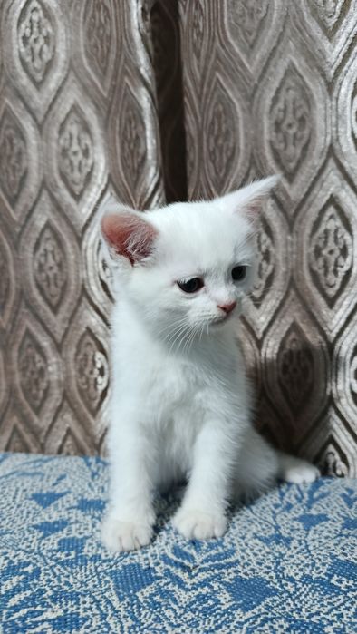 Продаются котята