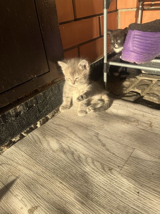 Отдам котят в добрые руки