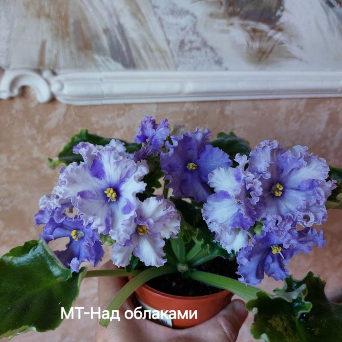 Листочек 500тг сортовые