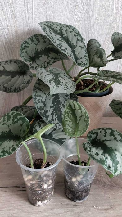 Сциндапсус  Энджой, Треби