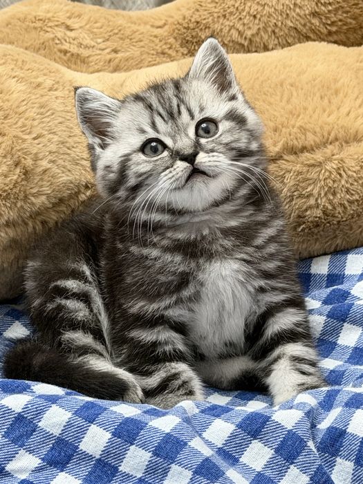 Продаётся британский котёнок