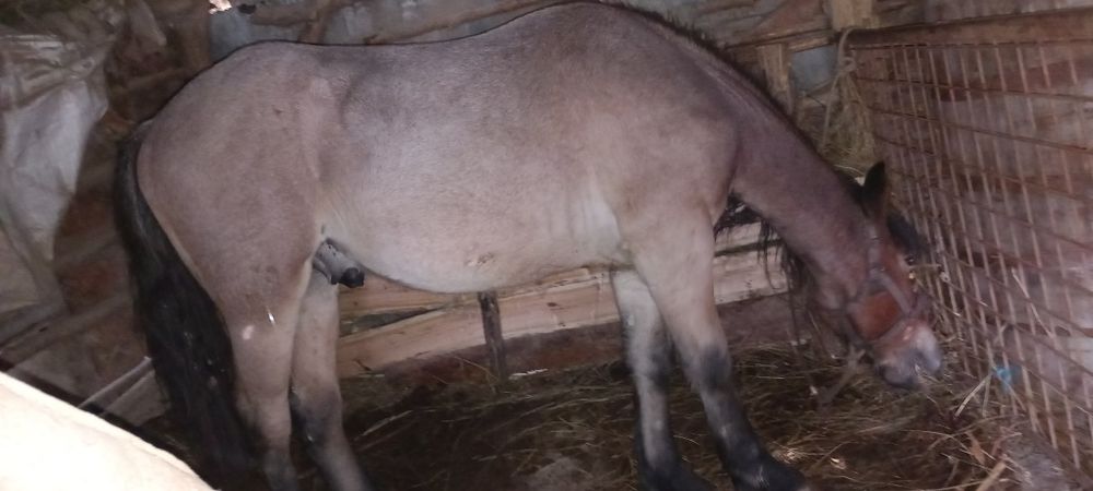 Cai de vânzare varsta de 6 ani