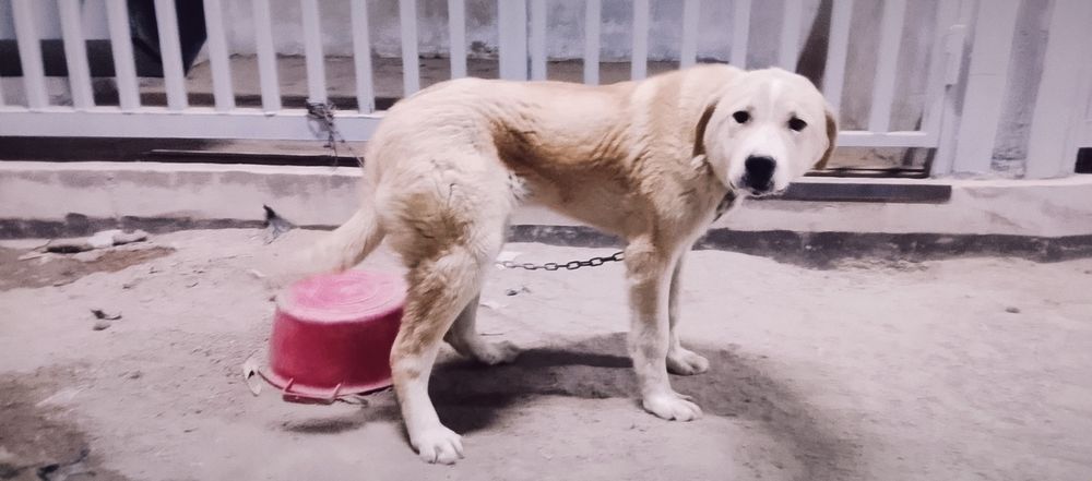 Ұрғашы жасқа толмаған