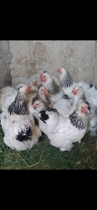 Продам домашних курей брама и.тд