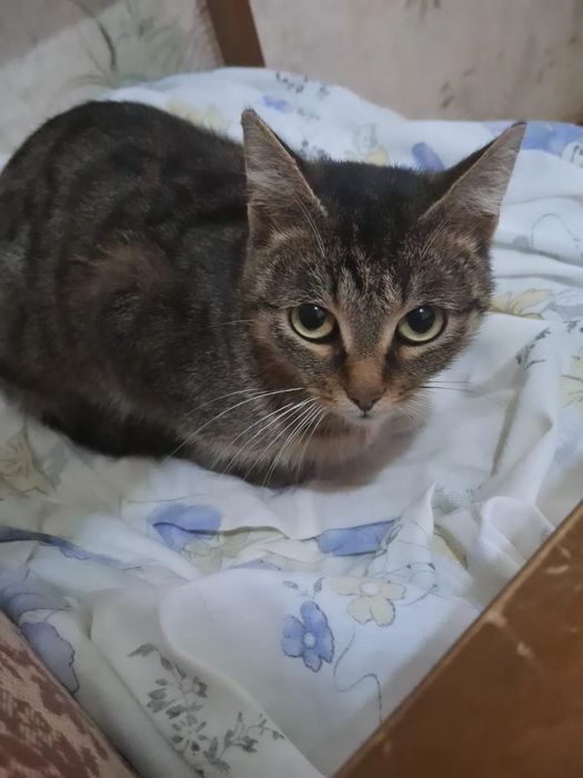 Молодая кошечка ищет дом