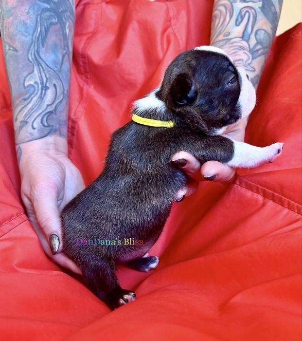 Boston terrier cu pedigree - baietel