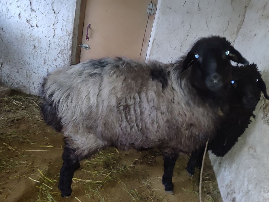 Ona bola qoʻylar sotiladi bolasi erkak onasini ichida bachasi ham bor