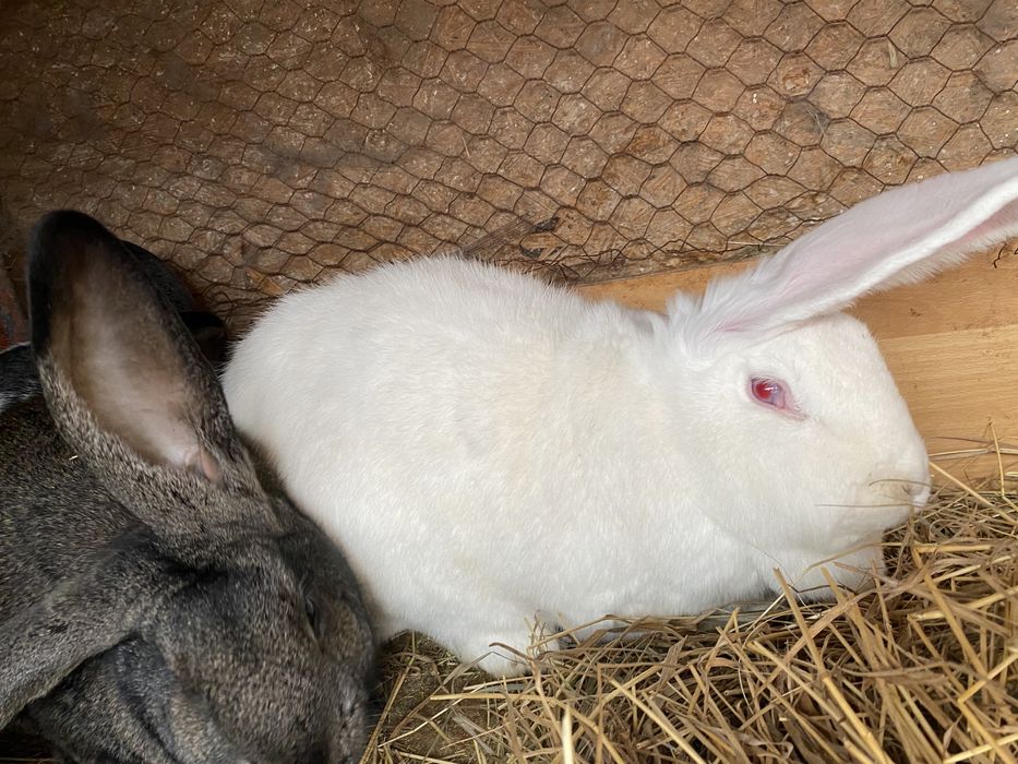 Iepuri de vanzare Iasi