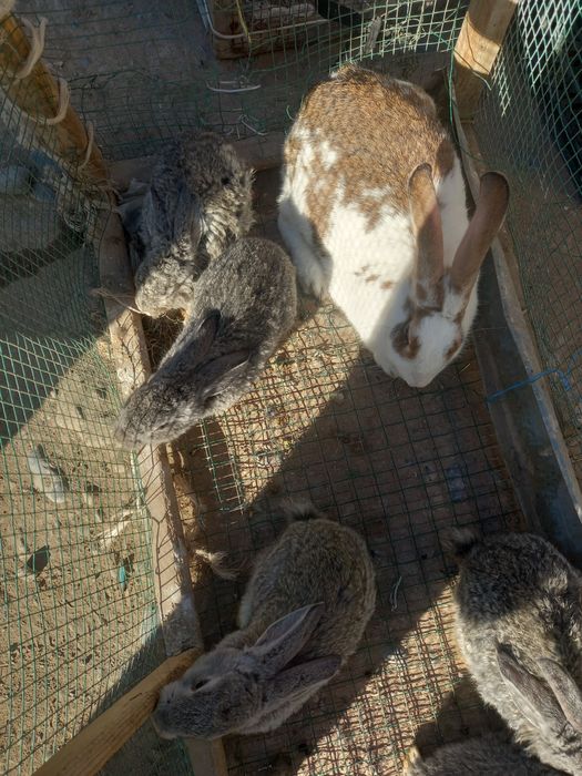 Quyonlar bor kmga kere bösa yozsin