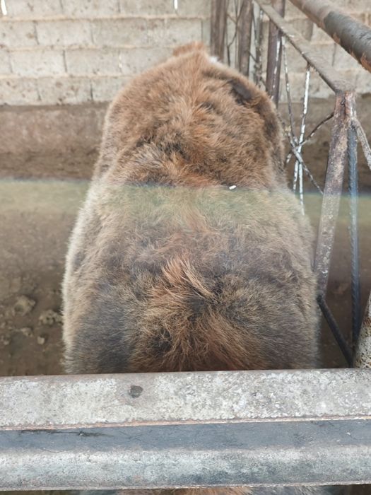 Букача 2, Гунажин 1.