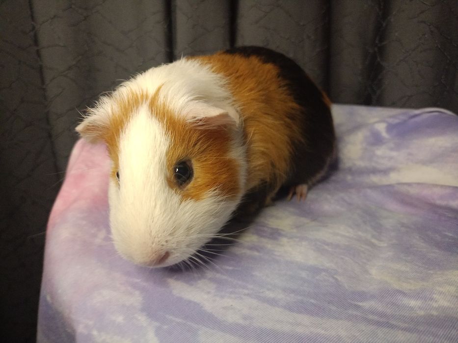 Морская свинка вязка