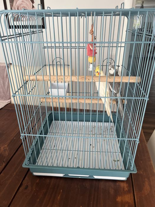 Vand 2 nimfe + cusca