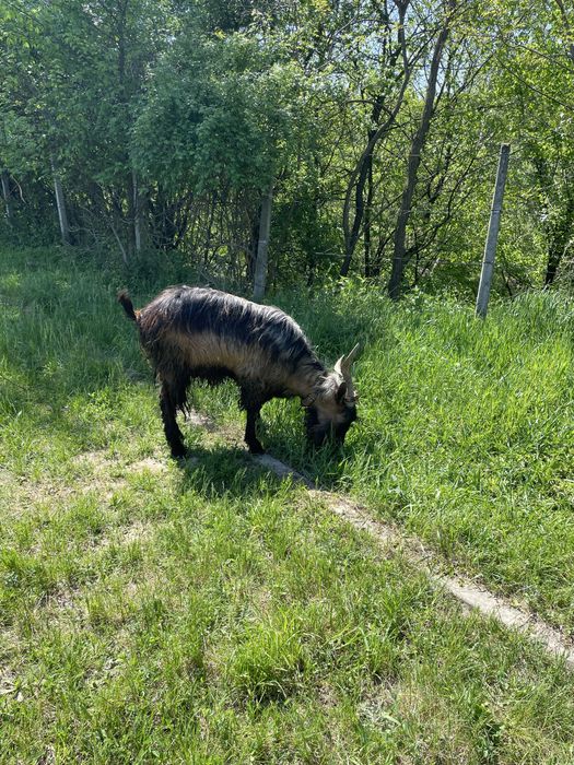 Țap Alpin Francez varsta 2 ani de zile