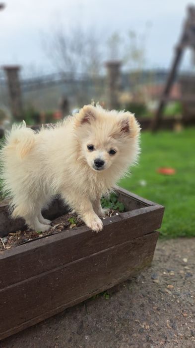 Померан/Шпиц. 2 момче / 1 момиче . 3 месец