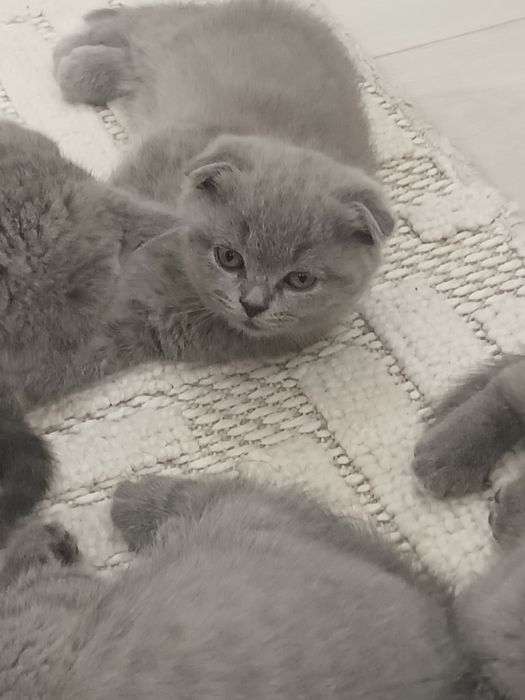 Мушукчалар сотилади