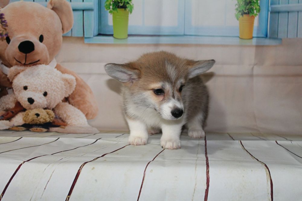 Продам щенков вельш-корги пемброк,рассрочка каспи 0 0 12