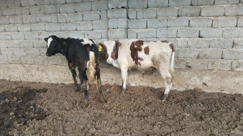 7.8 айлық бұқа  екі бас