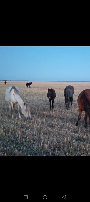 Продам лошадей Кобылы с жеребятами