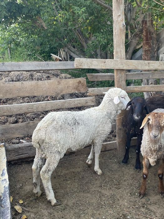 Қошқарлар сатылады