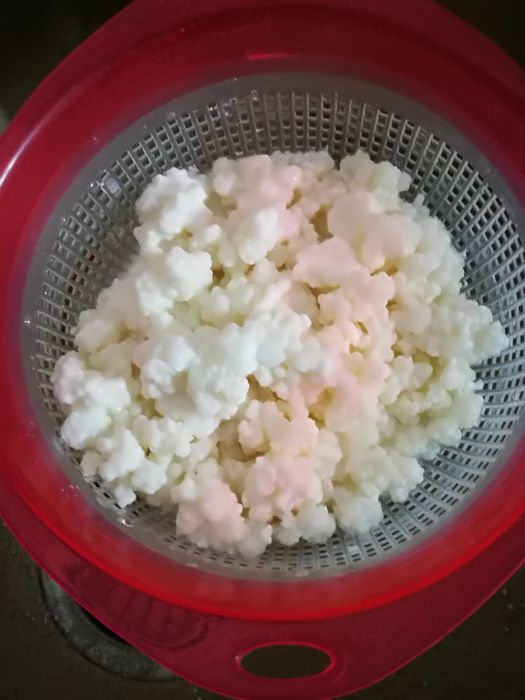 Vand ciuperca Tibetana pentru kefir