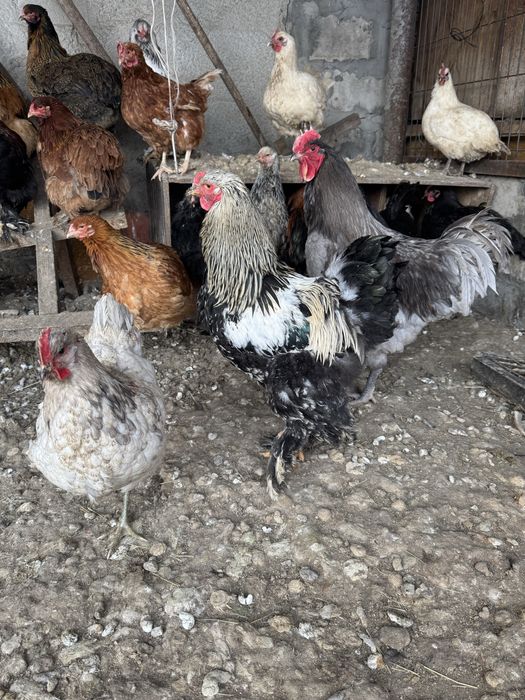 инкубационное яйцо брама